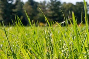 How to Build a DIY Animal Fodder Sprouting System: A Step-by-Step Guide for Sustainable Farming