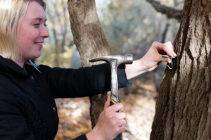 How to Make Maple Syrup at Home: A Step-by-Step Guide to Tapping, Boiling, and Bottling